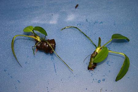 Anubias Ableger Anubias Ableger