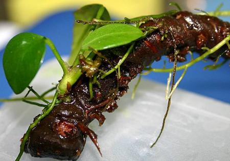 Anubias Seitenspross vom Wurzelstock Anubias Seitenspross vom Wurzelstock