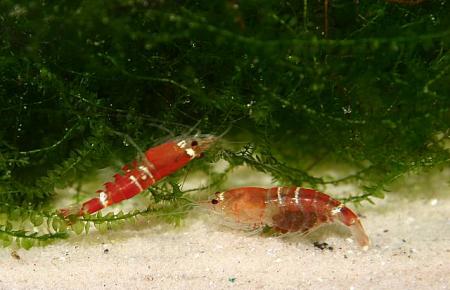 Christal Red Männchen und Weibchen