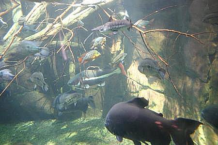 Blick in den See im Amazonashaus