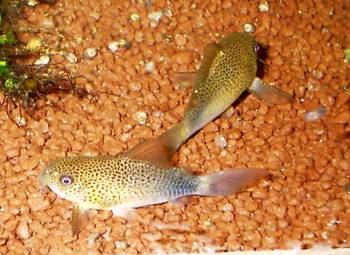 Corydoras similis