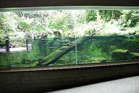 Flusslandschaft im Aquariumhaus