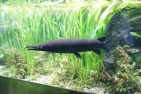 Aquariumhaus