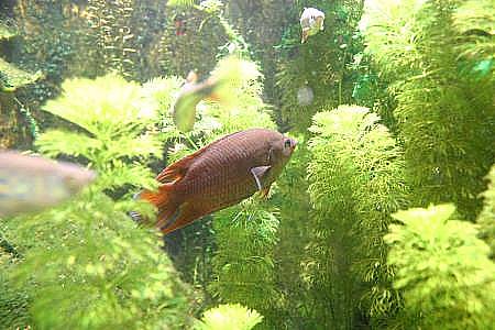 Aquariumhaus