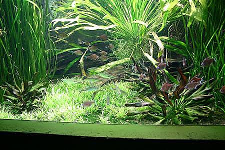 Aquariumhaus