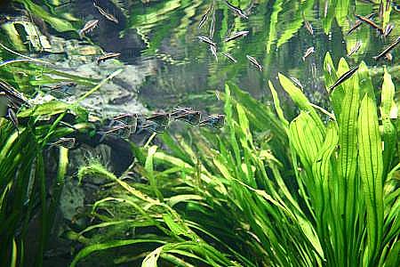 Aquariumhaus