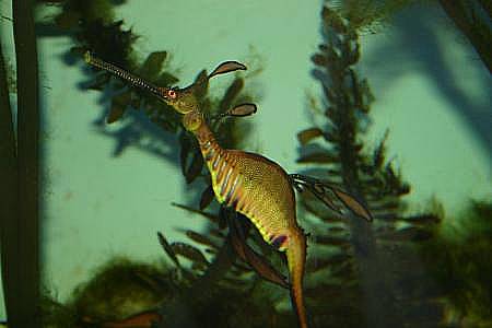 Aquariumhaus