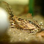 R. lanceolata Rio Cristalino
