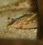 R. lanceolata Rio Cristalino Weibchen