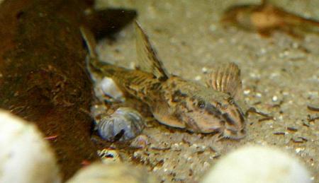 Rineloricaria lanceolata Rio Cristalino