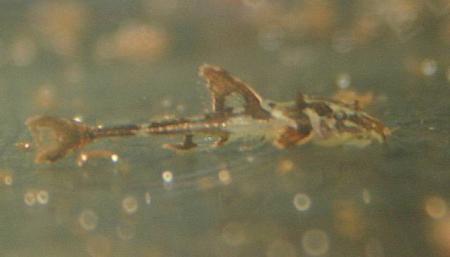Rineloricaria lanceolata Rio Cristalino ca 1cm Jungfisch