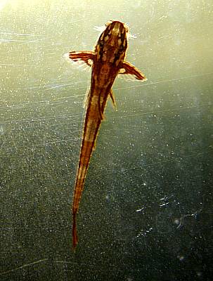 Rineloricaria lanceolata Rio Cristalino ca 4cm 90Tage jung
