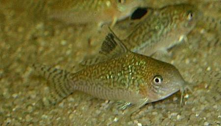 Corydoras reticulatus