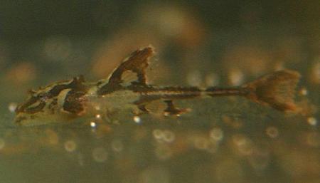 Rineloricaria lanceolata Rio Cristalino