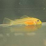 L144 Larven 22.06.05