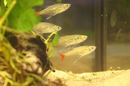 Prionobrama filigera Prionobrama filigera