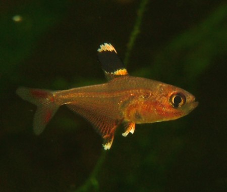Schmucksalmler - Jungfisch