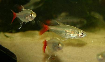 Prionobrama filigera