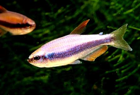 Inpaichthys kerry