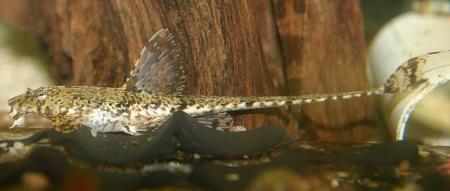 Hemiloricaria beni