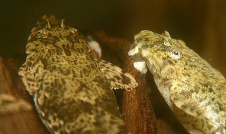 Hemiloricaria beni Paar