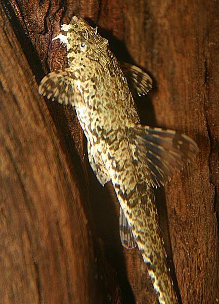 Hemiloricaria beni