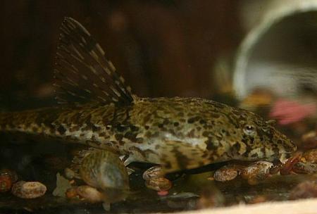 Hemiloricaria beni Weibchen