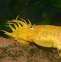 L144 Männchen