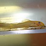 L144 Jungfisch 17.07.05