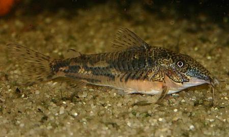 Scleromystax barbatus