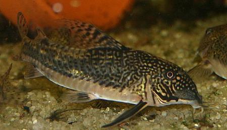 Scleromystax barbatus Männchen