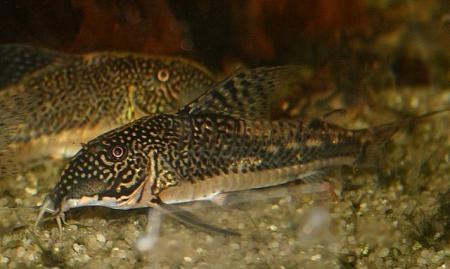 Scleromystax barbatus Männchen
