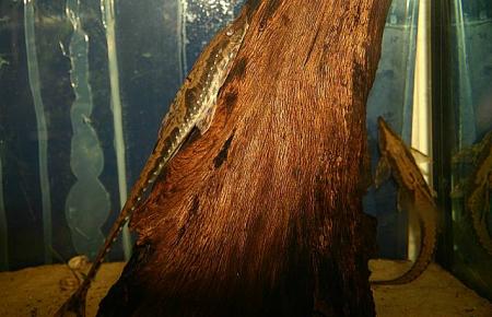 Sturisoma Rio Araquaia