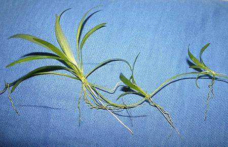 Echinodorus bolivianus