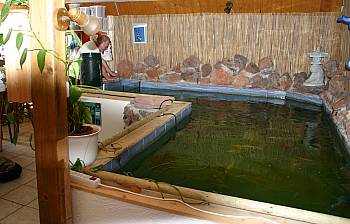 koi-diskus-center-illingen Koibecken