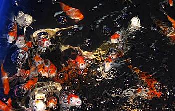 koi-diskus-center-illingen Koi