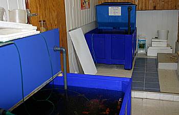 koi-diskus-center-illingen Koibecken