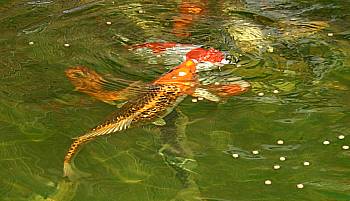koi-diskus-center-illingen Koi