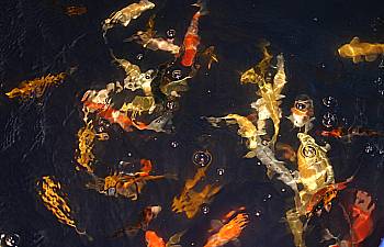 koi-diskus-center-illingen Koi