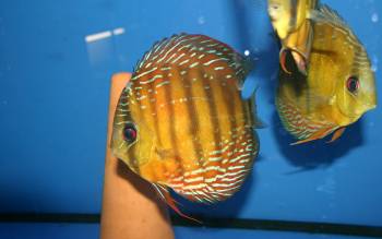 koi-diskus-center-illingen