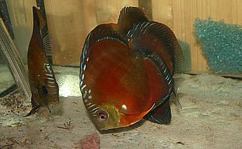 koi-diskus-center-illingen