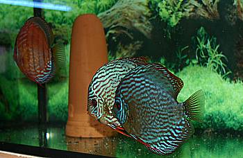 koi-diskus-center-illingen