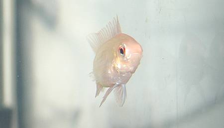 Apistogramma