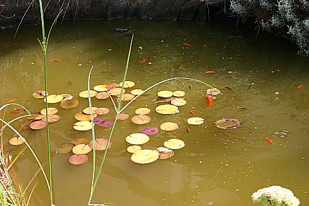 Wasserbewohner