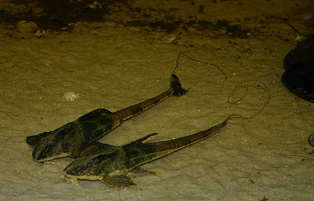 Betasten der Tiere Betasten der Tiere