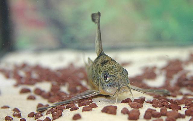 Corydoras paleatus Zuchtform Corydoras paleatus Zuchtform