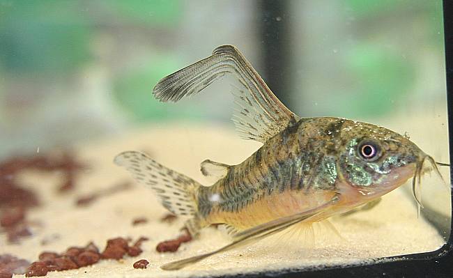 Corydoras paleatus Zuchtform Corydoras paleatus Zuchtform