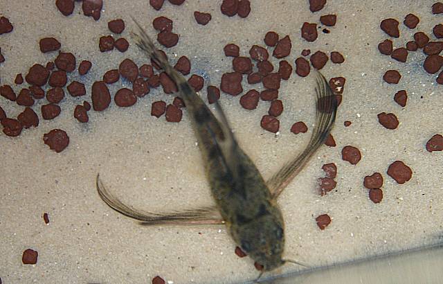 Corydoras paleatus Zuchtform Corydoras paleatus Zuchtform