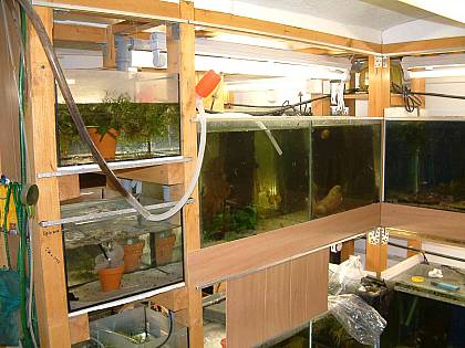Henrys Fischkeller