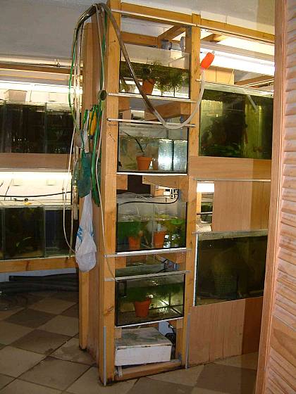 Henrys Fischkeller
